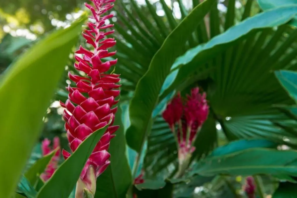 Gorgeous Condo 2 Blocks From The Heart Of Maui Lahaina
